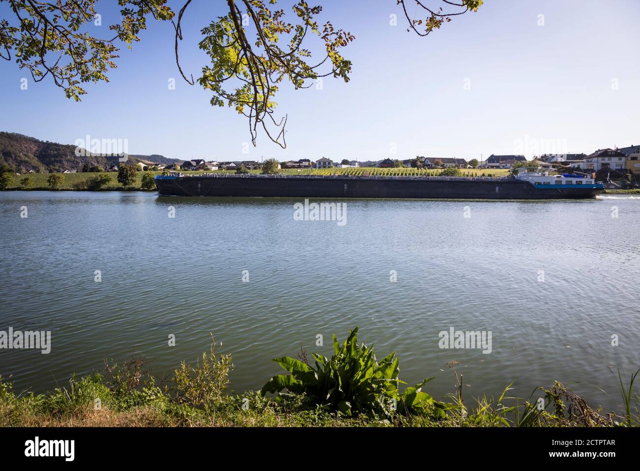 La grande chiatta naviga a valle sul fiume Mosella, passando per Piesport Germania. Foto Stock