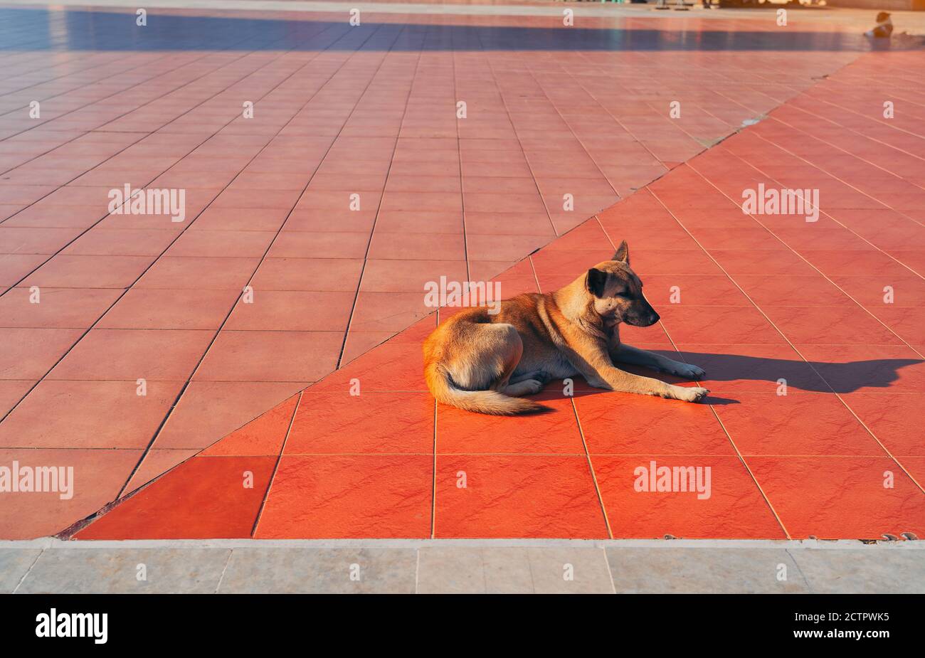 Cane tailandese (Thai Ridgeback) che posa e tail Wagging sul pavimento. Foto Stock
