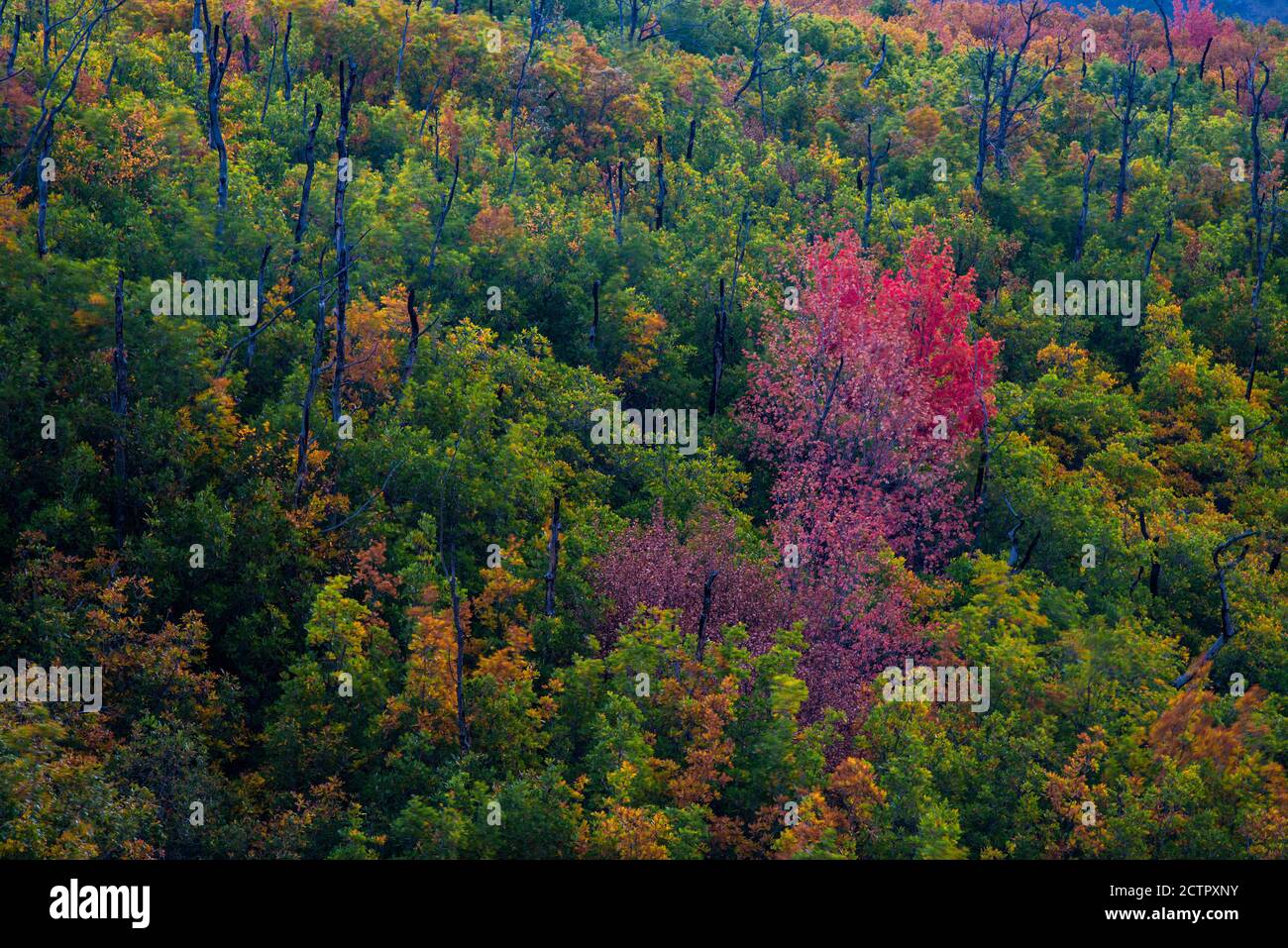 Colori autunnali del famoso circuito alpino nell'American Fork Canyon, Utah, USA. La stretta e tortuosa strada del "Loop" offre un suggestivo paesaggio autunnale. Foto Stock