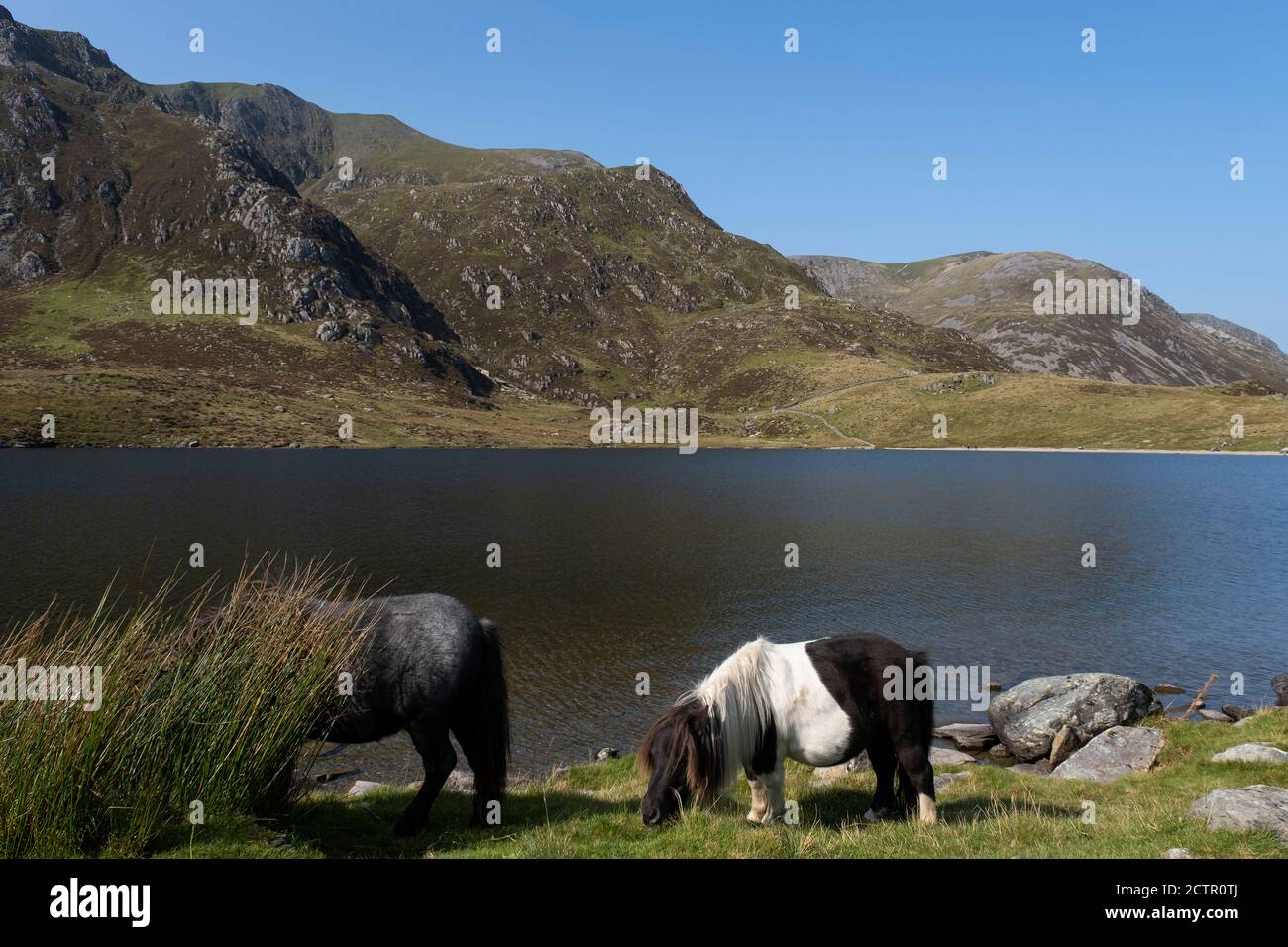 Pony di Carneddau selvaggi pascolano nelle montagne che circondano Llyn Idwal nella Riserva Naturale Nazionale di CWM Idwal il 17 settembre 2020 a Pont Pen-y-benglog, Snowdonia, Galles, Regno Unito. Foto Stock