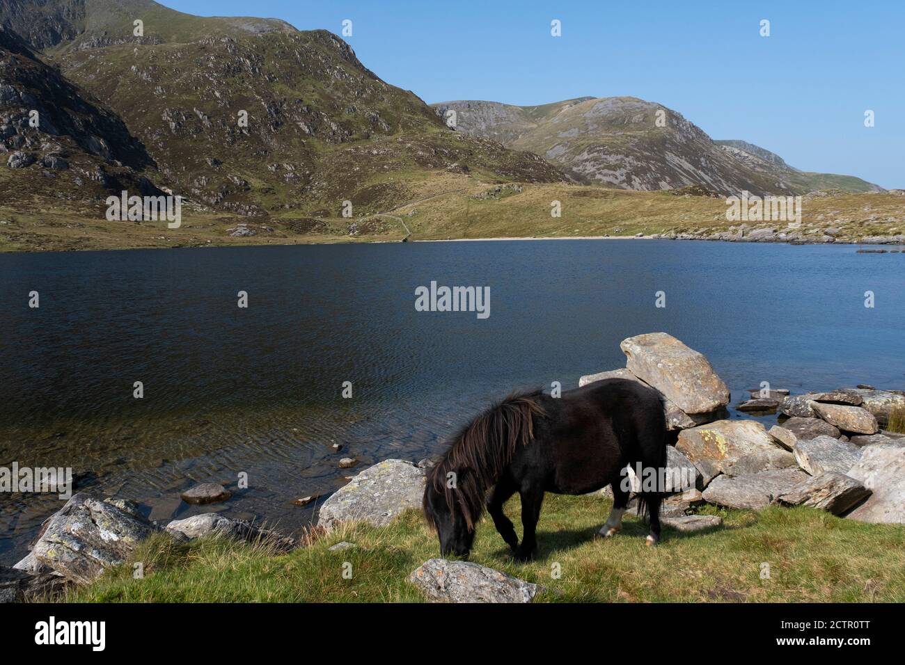 Pony di Carneddau selvaggi pascolano nelle montagne che circondano Llyn Idwal nella Riserva Naturale Nazionale di CWM Idwal il 17 settembre 2020 a Pont Pen-y-benglog, Snowdonia, Galles, Regno Unito. Foto Stock
