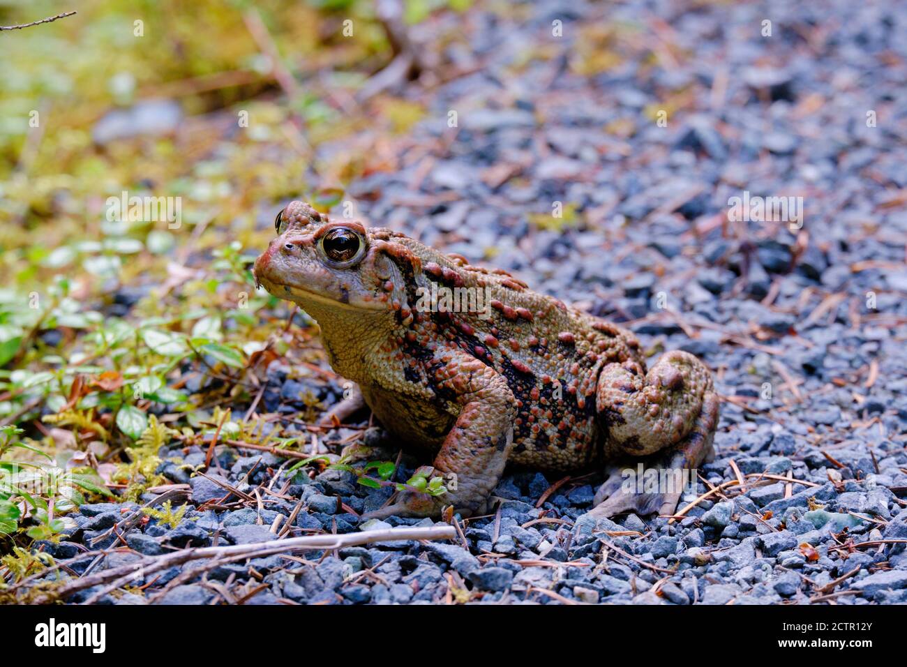 La bellezza è negli occhi... Il toad adulto si siede pazientemente sul percorso delle piccole pietre con la loro pelle chiazzata e blottosa mostrata nei particolari del primo piano. Foto Stock