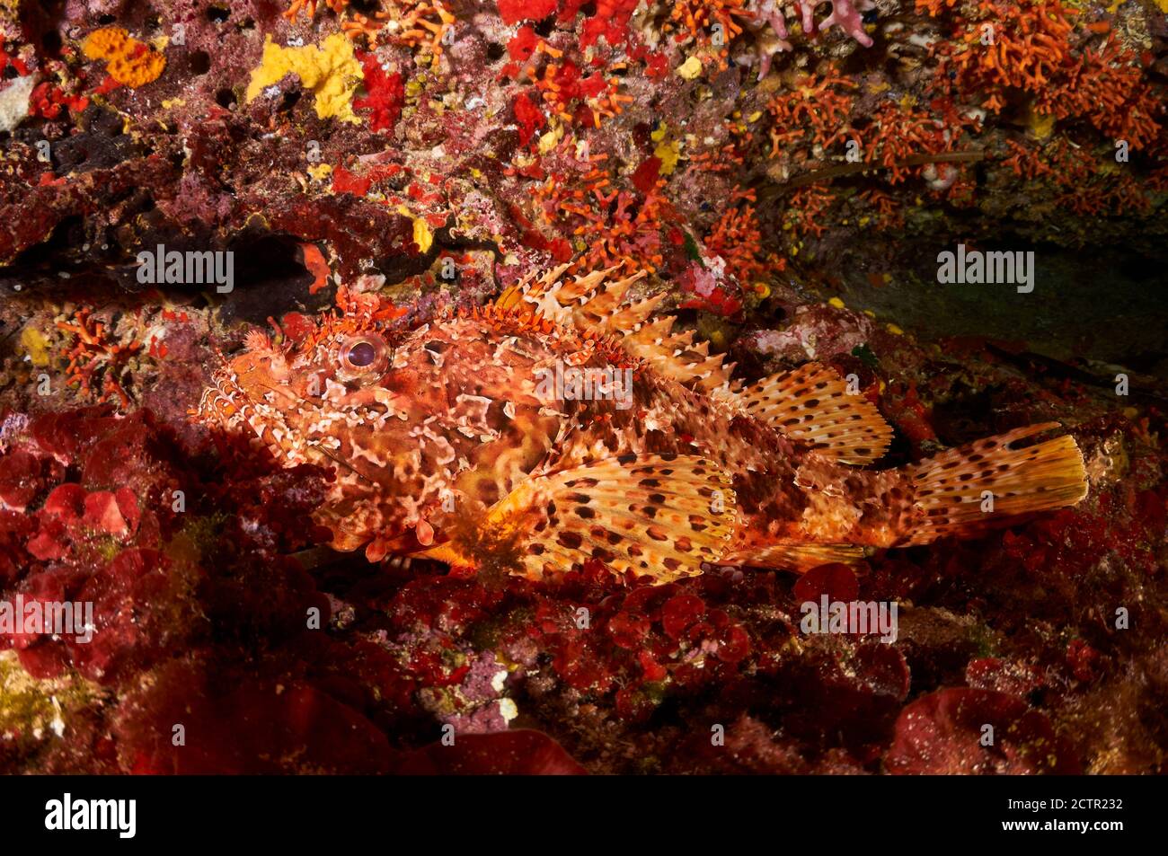 Uno scorfano rosso (Scorpaena scrofa) mimetato in una grotta subacquea nel Parco Naturale di Ses Salines (Formentera, Isole Baleari, Mar Mediterraneo) Foto Stock