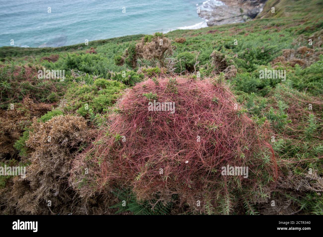 Diavoli conchiglie Cuscuta, dudder, pianta parassita. Impianto superriduttore Foto Stock