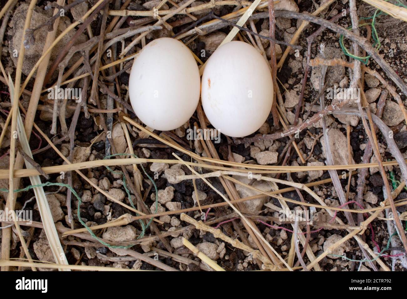 I piccioni hanno deposto le uova su un nido in un tetto di casa in Qatar.  Uova di piccione Foto stock - Alamy