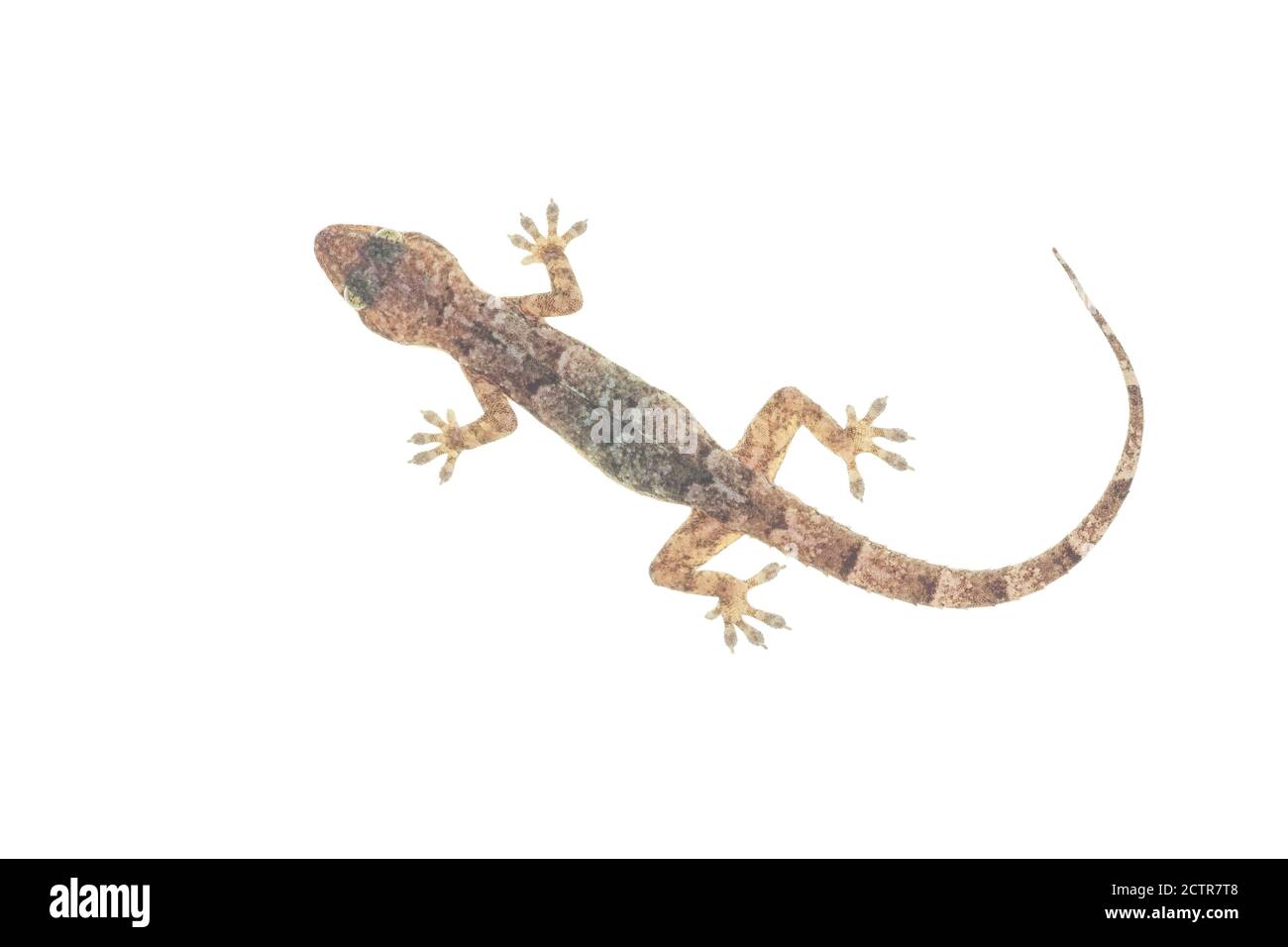 Casa gecko su sfondo bianco Foto Stock