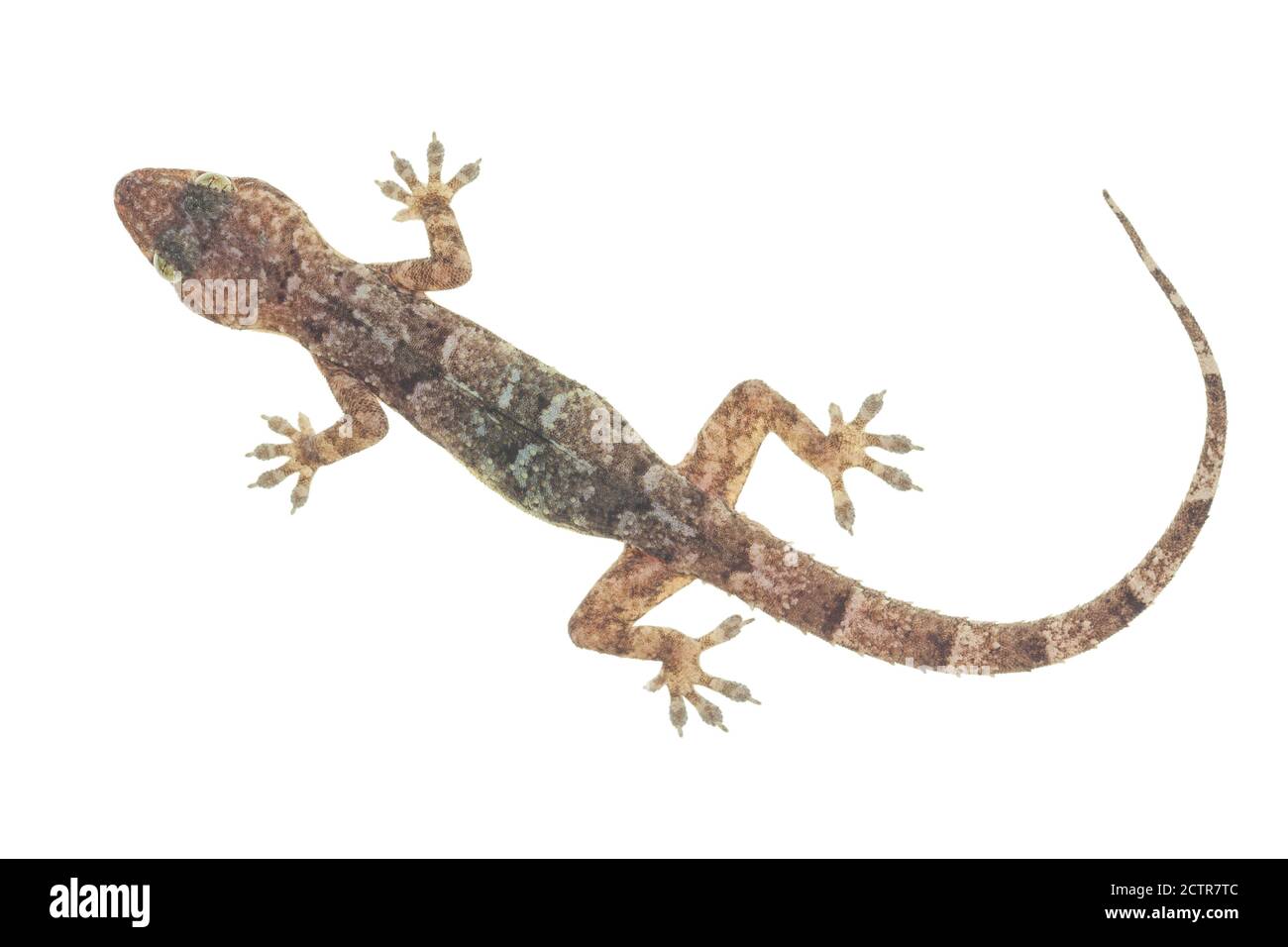 Casa gecko su sfondo bianco Foto Stock