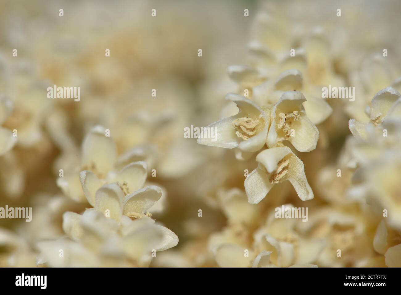 Fiore di fiori di palma da data Pygmy . Closeup data palma con fiore. Foto Stock