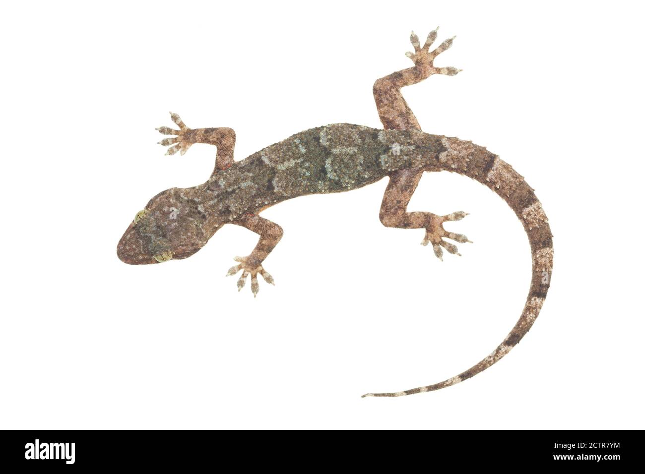 Casa gecko su sfondo bianco Foto Stock