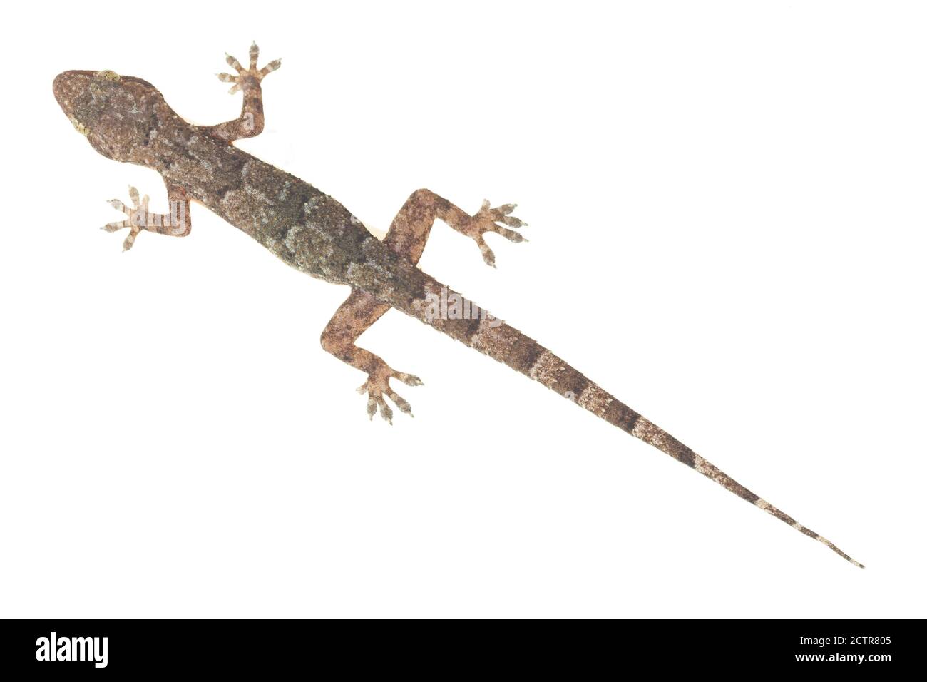 Casa gecko su sfondo bianco Foto Stock