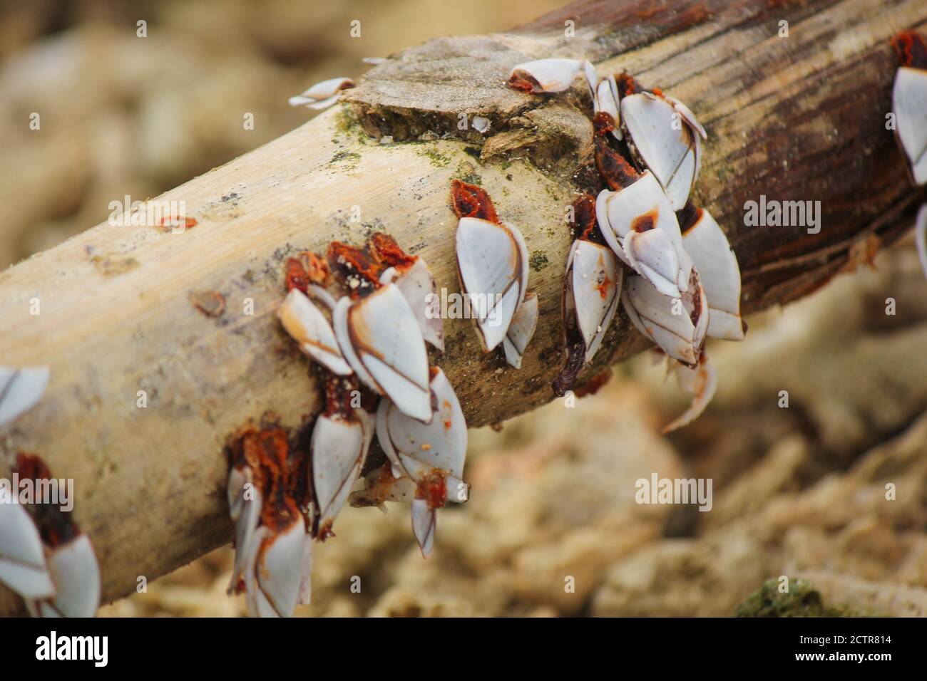 Goose cirripedi barnacle in mare sulla spiaggia di un ramo di albero Foto Stock