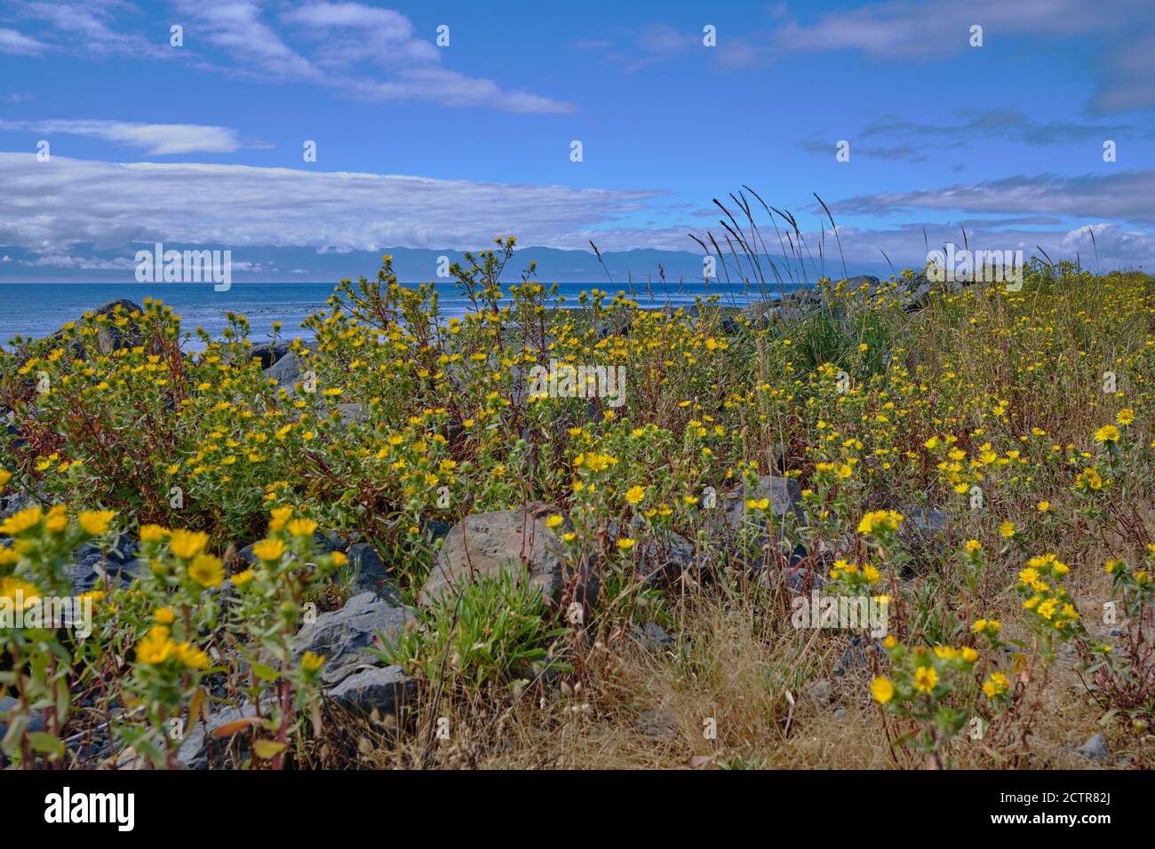 Proteggendo il porto di Sooke, Whiffin Spit è coperto di fiori gialli luminosi che fiancheggiano il popolare sentiero nel mese di agosto. Foto Stock