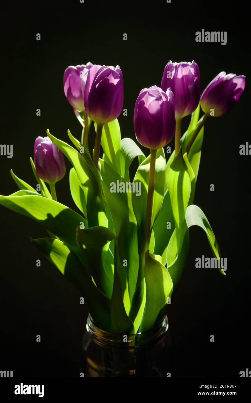 Tulipani violetti illuminati dalla luce del sole su sfondo scuro Foto Stock