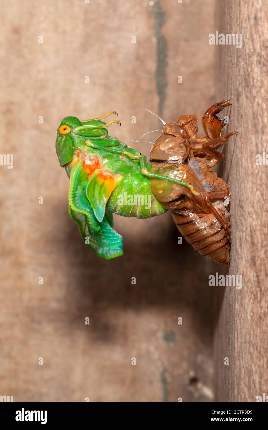 Cicada mouting exuvia guscio emergente Foto Stock