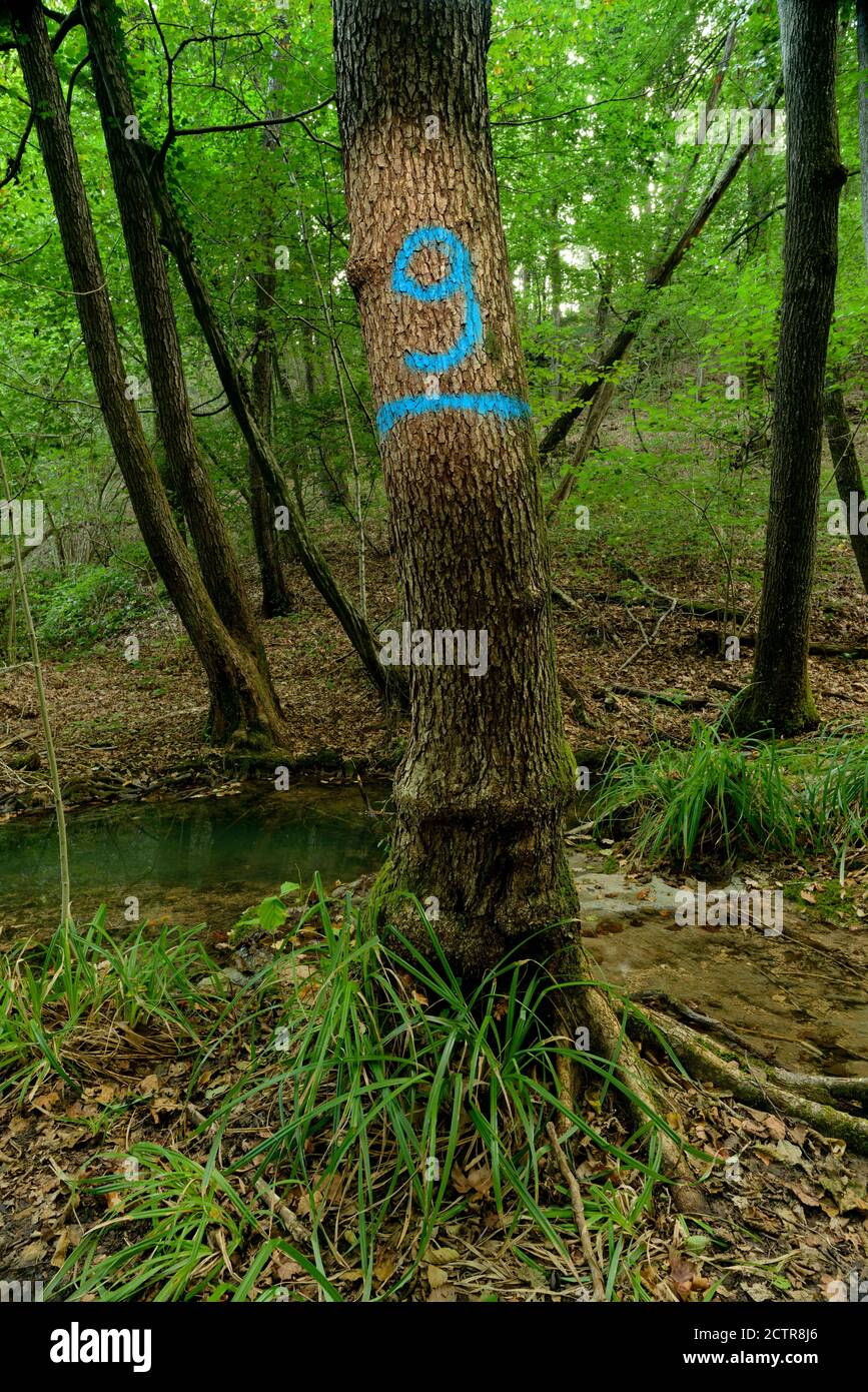 Albero con il numero nove scritto sul tronco Foto Stock