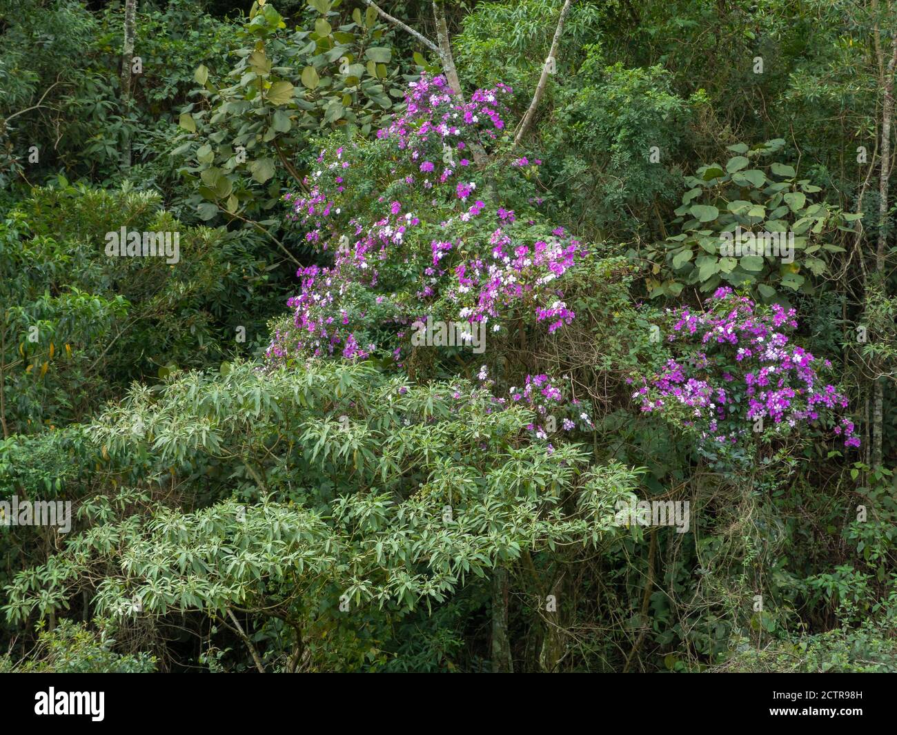 Tibouchina granulosa fiori stagionali albero contrasto in verde foresta Foto Stock