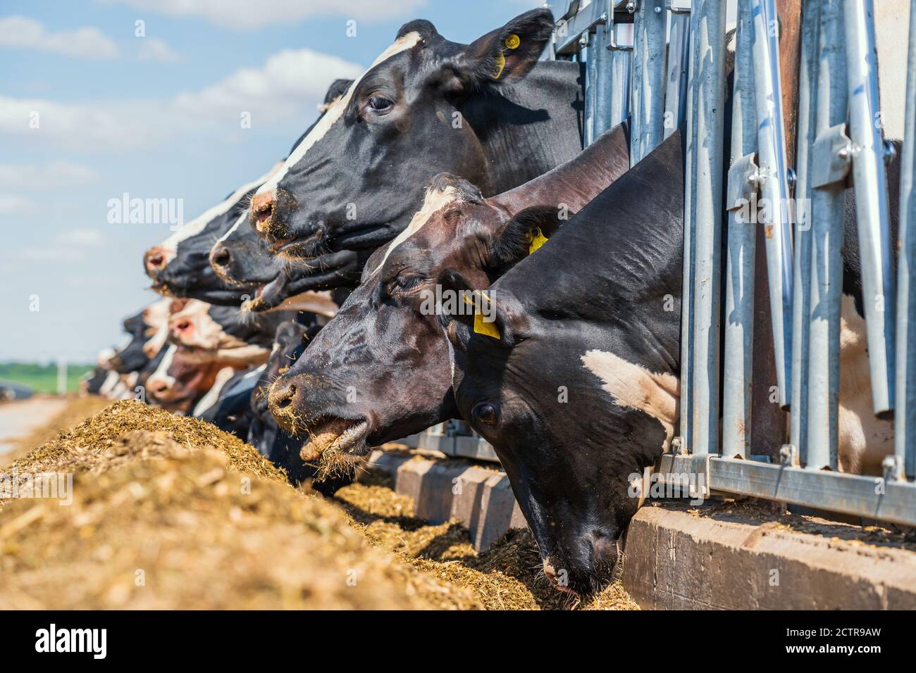 Mucche in caseificio mangiando fieno in fienile all'aperto. Allevamento e alimentazione per mungere il bestiame. Foto Stock