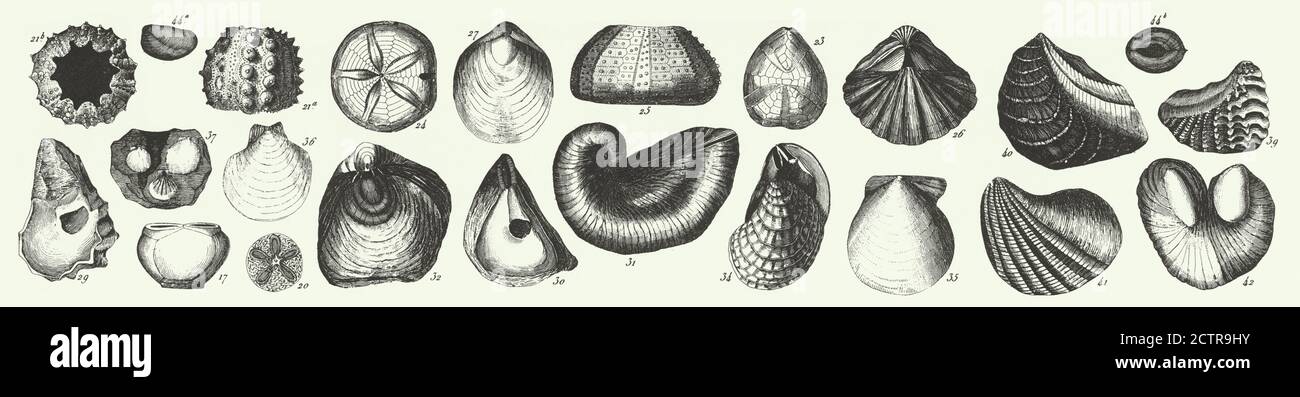 Vintage storica, Fossili della formazione di ardesia di rame, Sezione della Grotta di Wirksworth e Fossili incisione di illustrazioni antiche, pubblicato 1851 Foto Stock