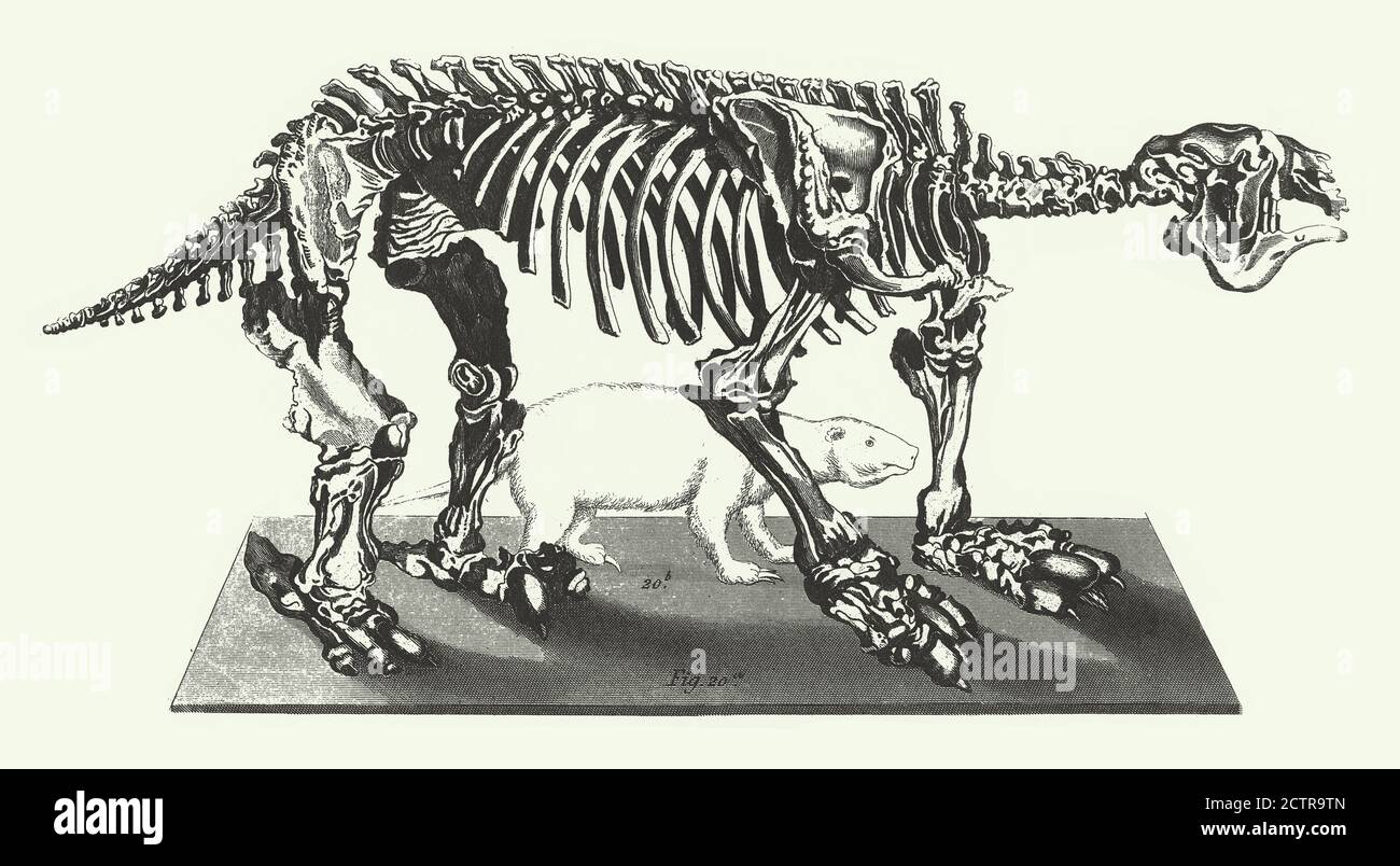 Annata storica, fossili e scheletri incisione Illustrazione antica, pubblicato nel 1851 Foto Stock
