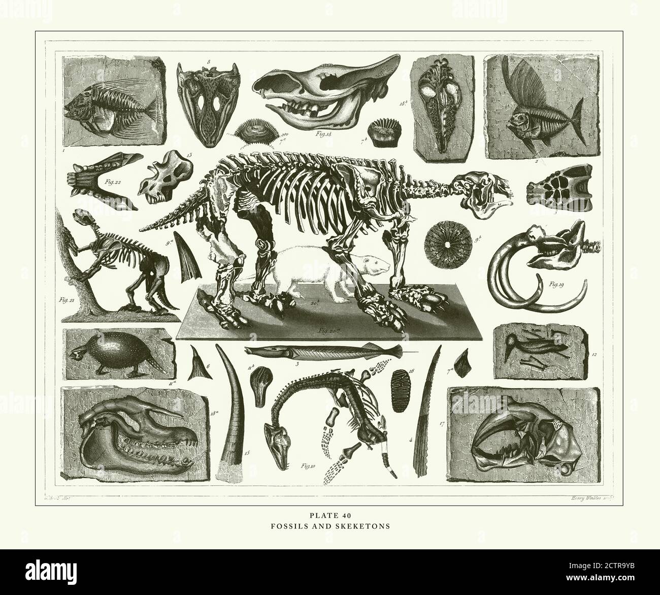 Fossili e scheletri incisione Antique Illustration, pubblicato nel 1851 Foto Stock
