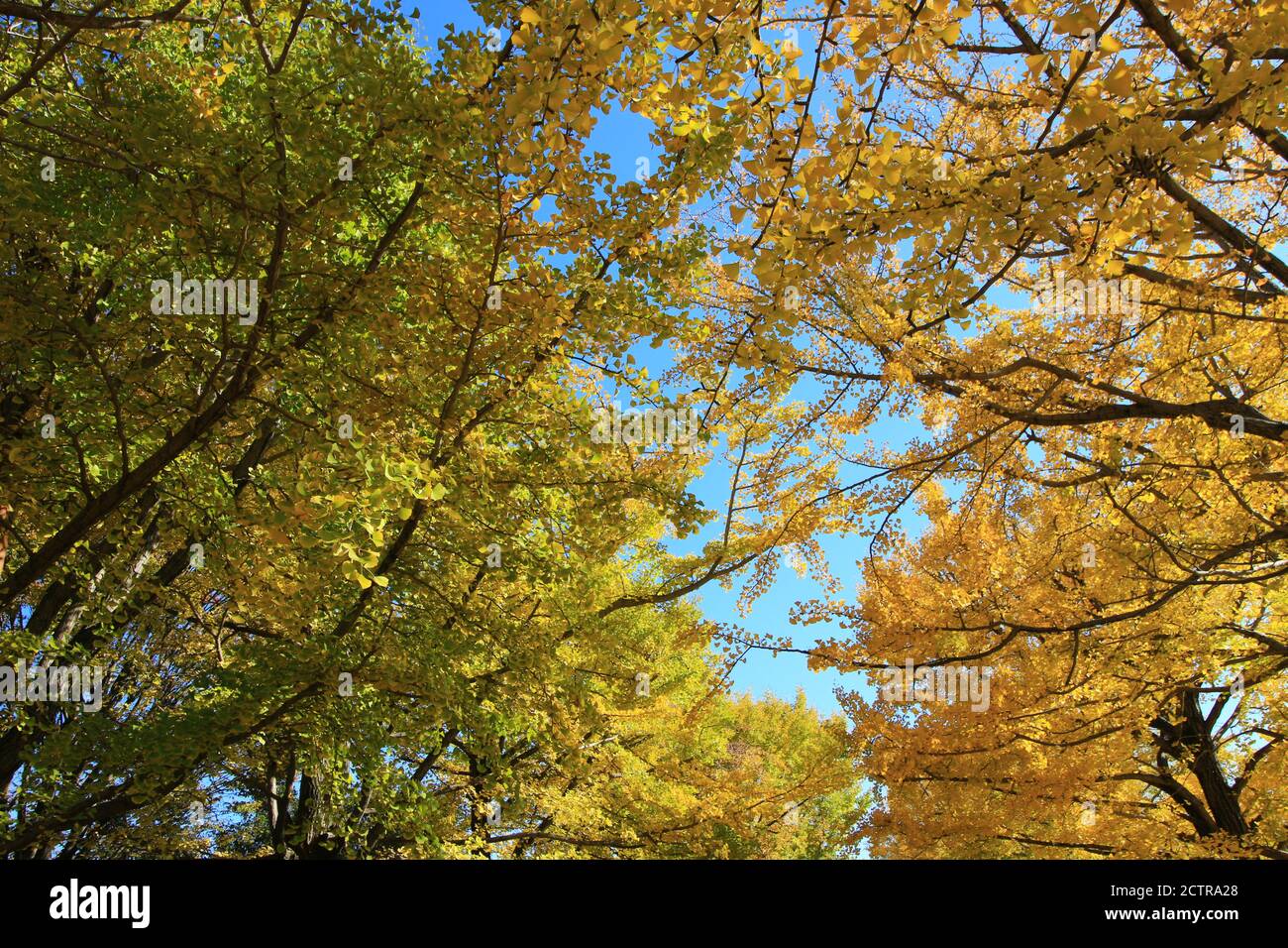 Un viale alberato di ginkgo alberi con foglie gialle Foto Stock