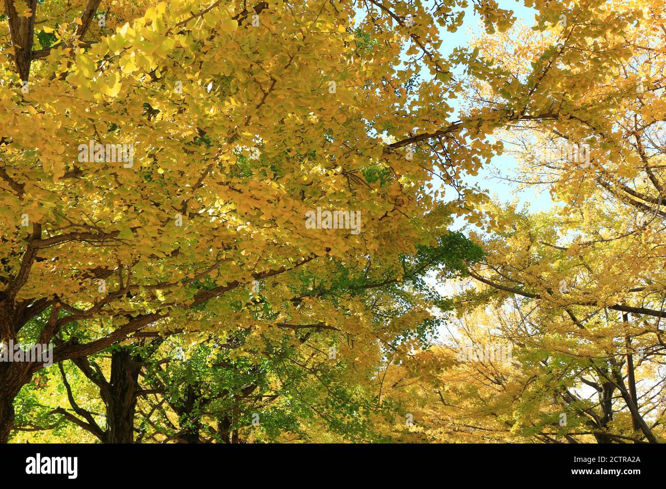Un viale alberato di ginkgo alberi con foglie gialle Foto Stock