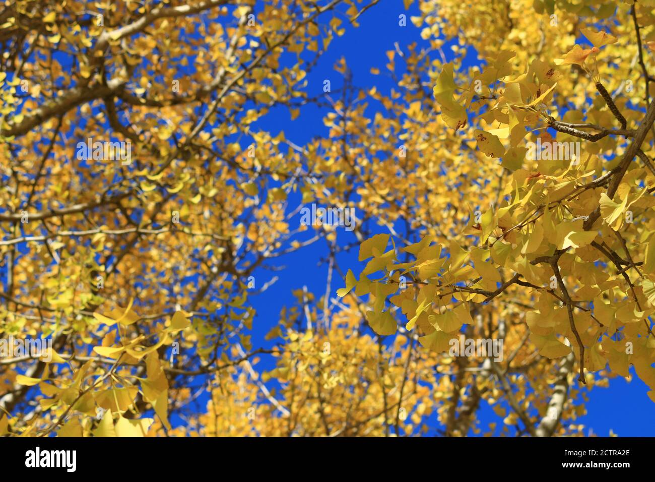 Un viale alberato di ginkgo alberi con foglie gialle Foto Stock