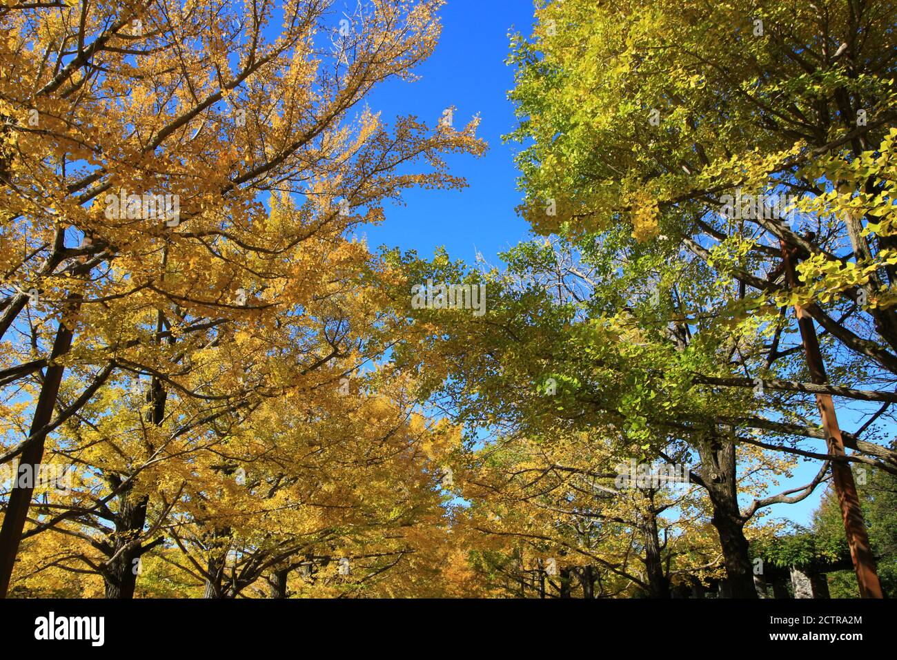 Un viale alberato di ginkgo alberi con foglie gialle Foto Stock
