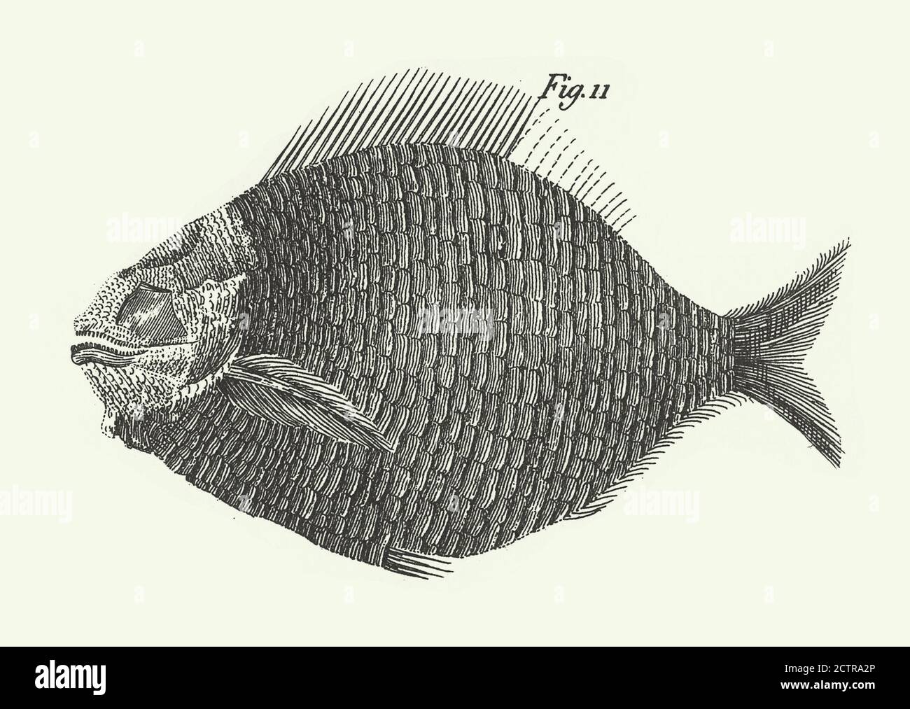 Fossili del Giura, fossili, scheletri e tracce Engraving Illustrazione antica, pubblicato 1851 Foto Stock