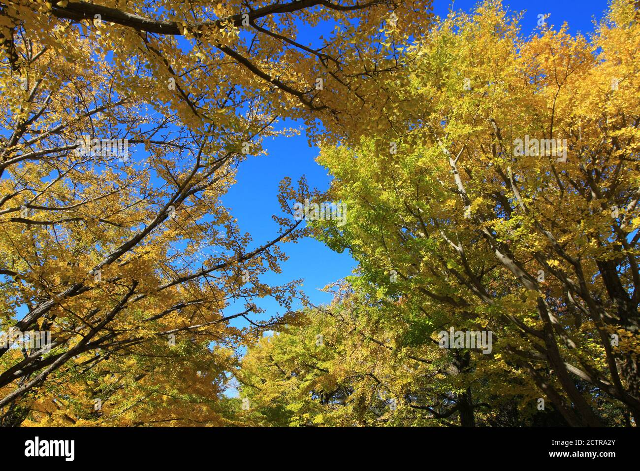 Un viale alberato di ginkgo alberi con foglie gialle Foto Stock
