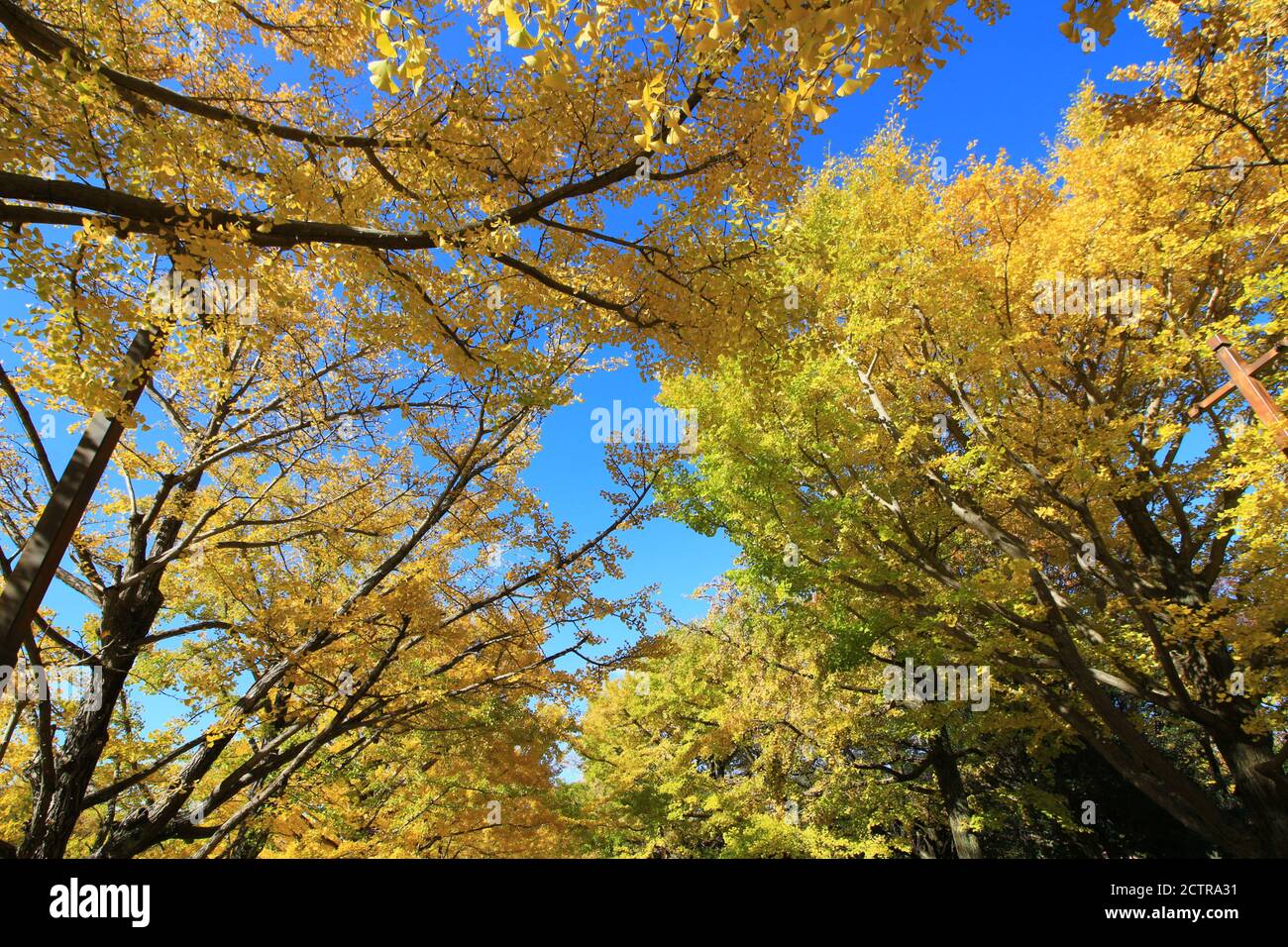 Un viale alberato di ginkgo alberi con foglie gialle Foto Stock