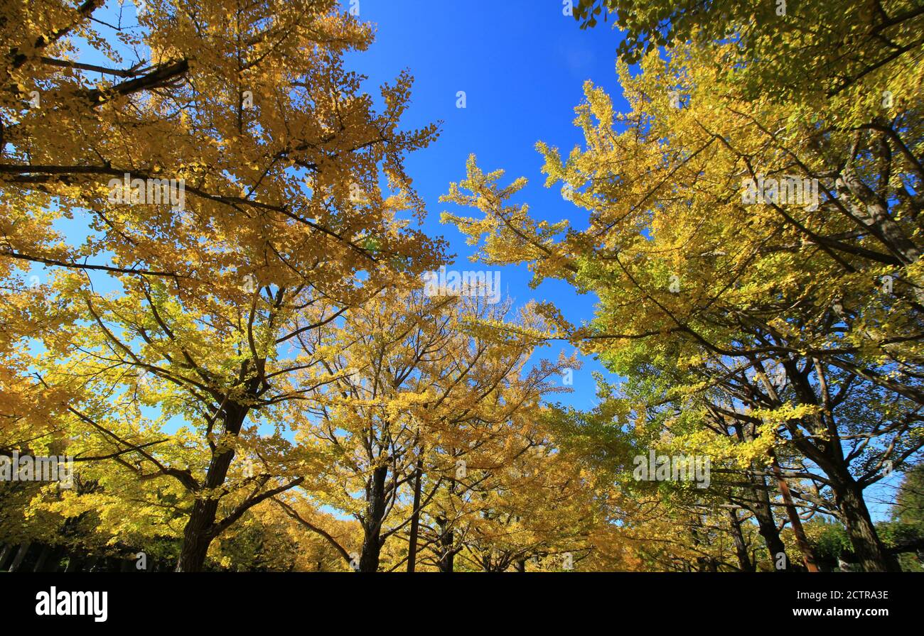 Un viale alberato di ginkgo alberi con foglie gialle Foto Stock