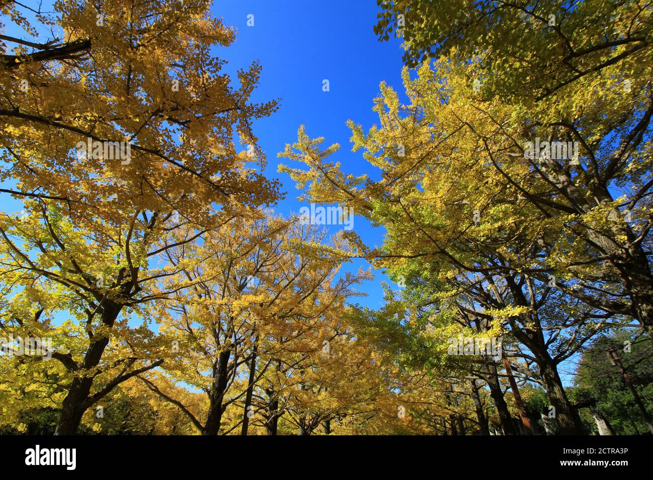 Un viale alberato di ginkgo alberi con foglie gialle Foto Stock