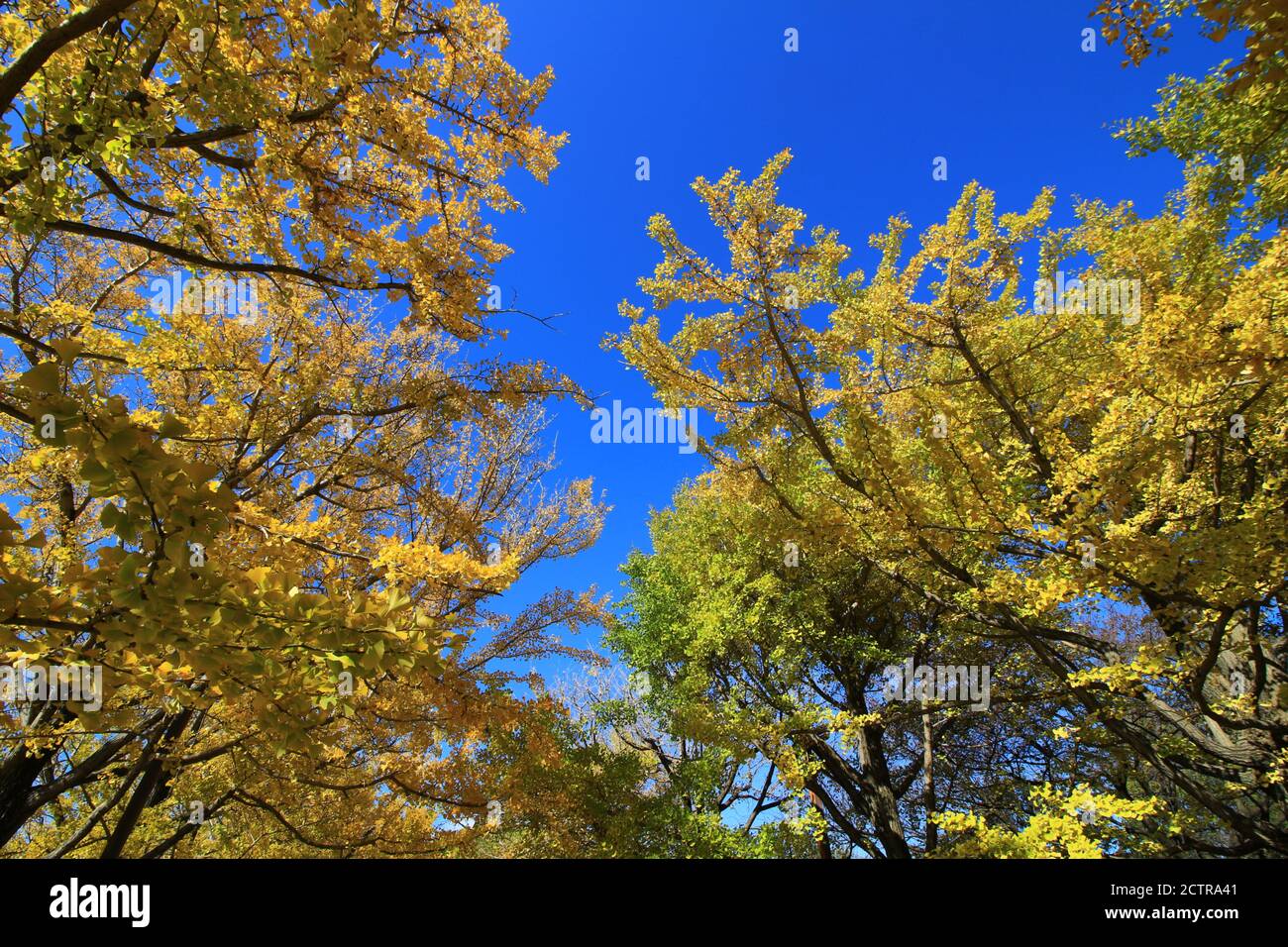 Un viale alberato di ginkgo alberi con foglie gialle Foto Stock