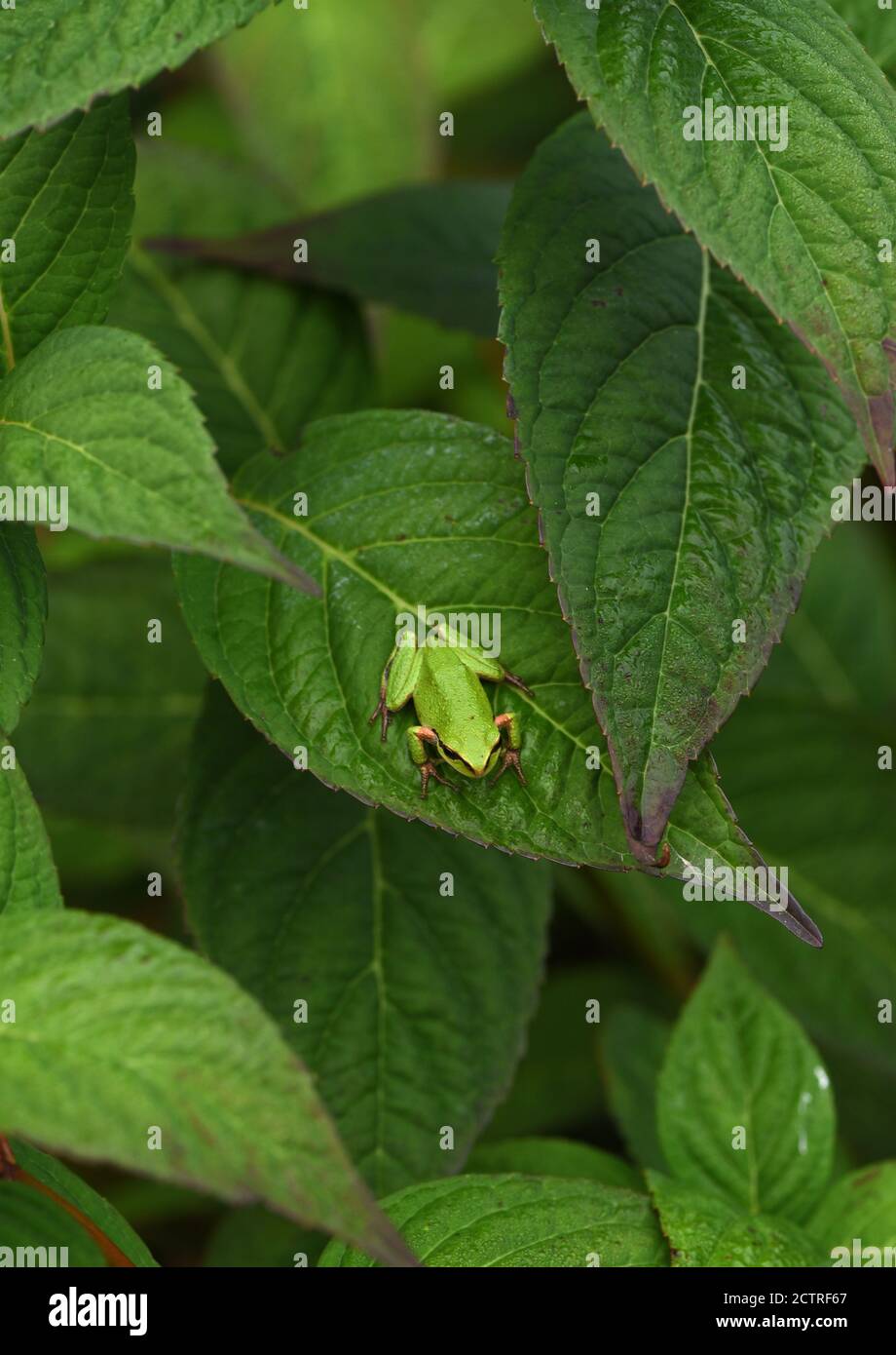 Un Treefrog pacifico (Pseudacris regilla) siede su una foglia di Hydrangea t in un giardino a Victoria, Columbia Britannica, Canada sull'isola di Vancouver. Foto Stock