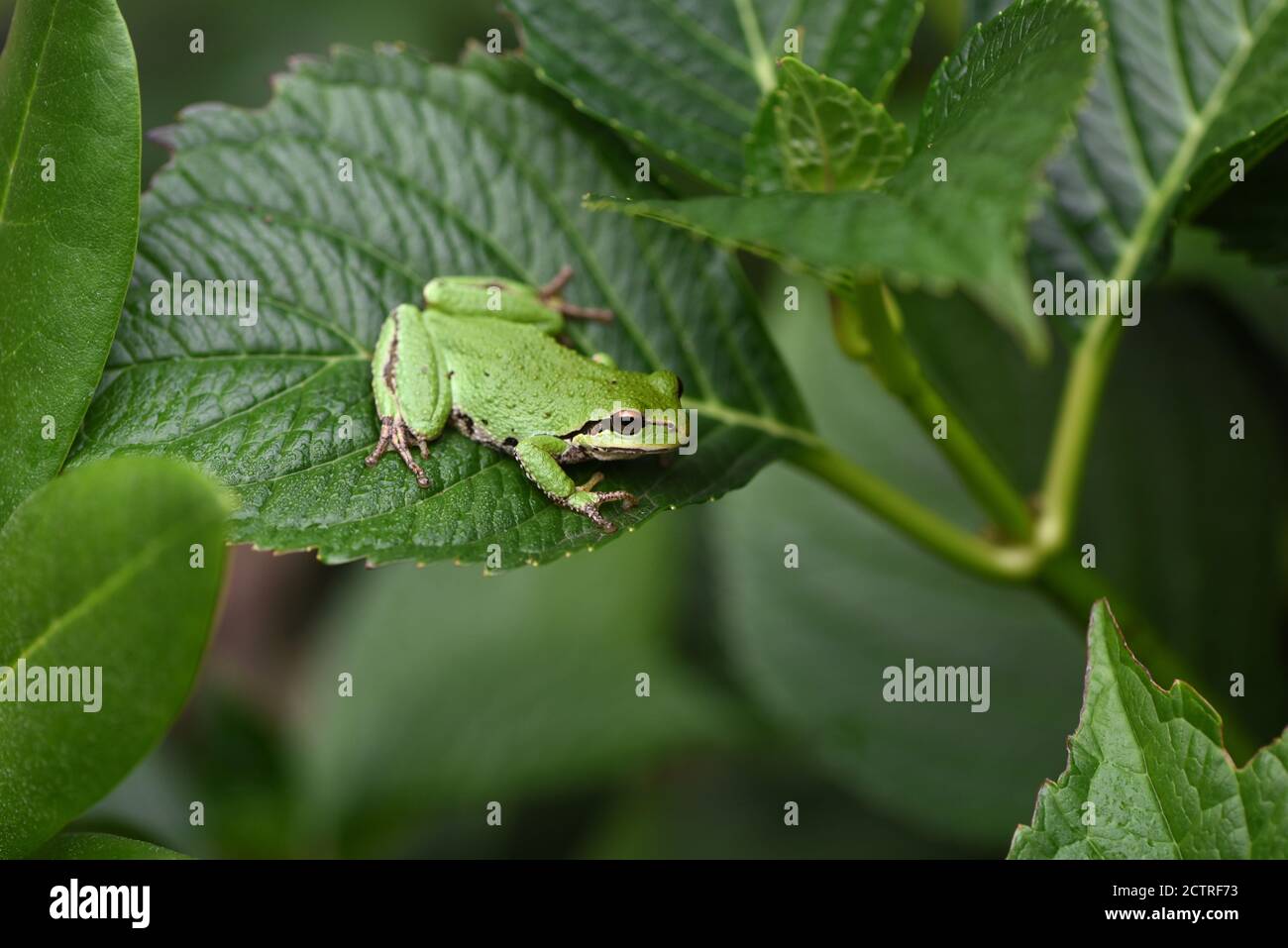 Un Treefrog pacifico (Pseudacris regilla) siede su una foglia di Hydrangea t in un giardino a Victoria, Columbia Britannica, Canada sull'isola di Vancouver. Foto Stock