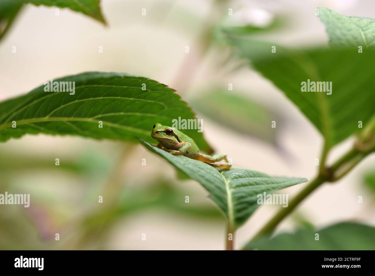 Un Treefrog pacifico (Pseudacris regilla) siede su una foglia di Hydrangea t in un giardino a Victoria, Columbia Britannica, Canada sull'isola di Vancouver. Foto Stock