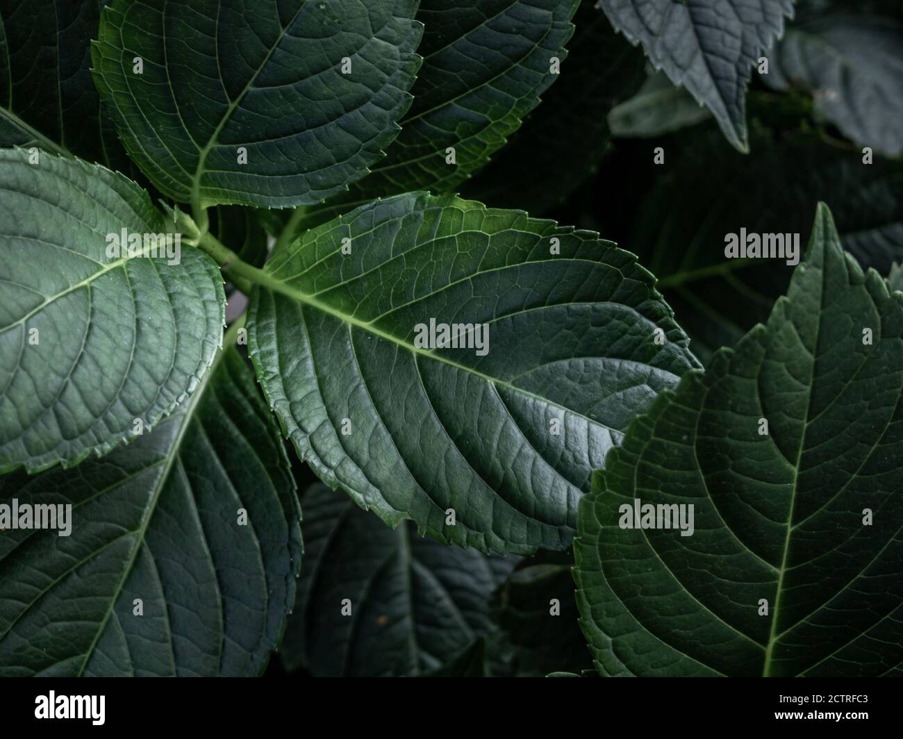 Primo piano della foglia di idrangea (hydrangea macrophylla). Banner floreale. Fotografia scura Foto Stock