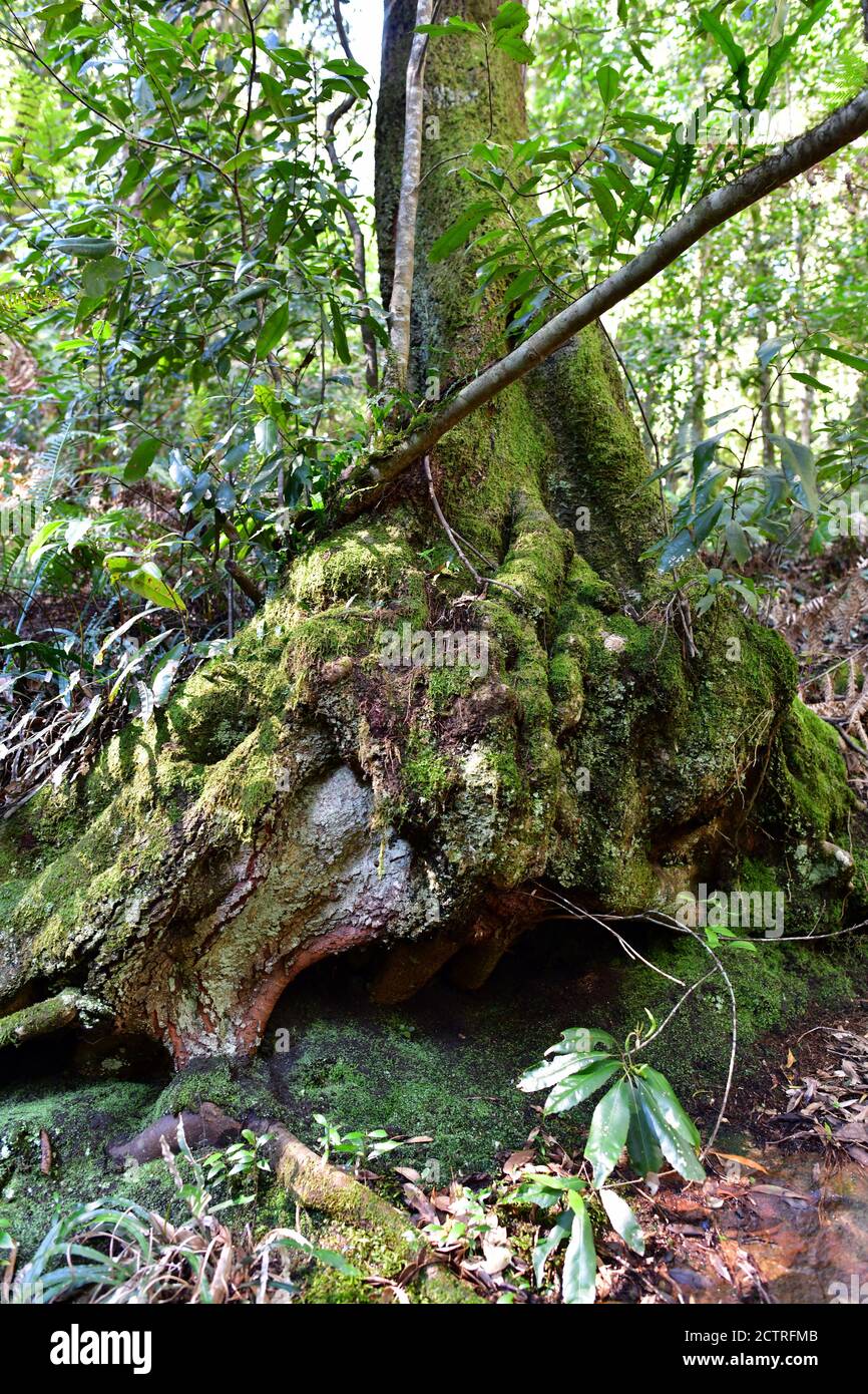 Un albero nella foresta pluviale a Mount Wilson in Australia Foto Stock