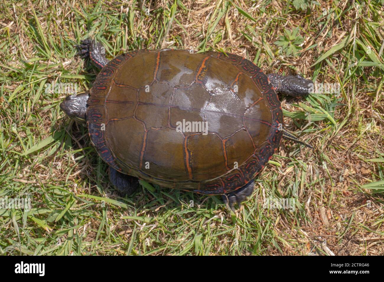 Tartaruga dipinta di Midland (Crisemys pitta marginata). Vista dorsale della carapace, o guscio superiore aiuta a identificare questa sottospecie. Camminare a terra, di recente Foto Stock