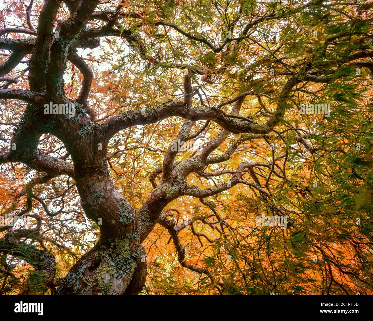 Autunno, acero giapponese, foglia di pizzo, Acer palmatum, Fern Canyon Garden, Mill Valley, California Foto Stock