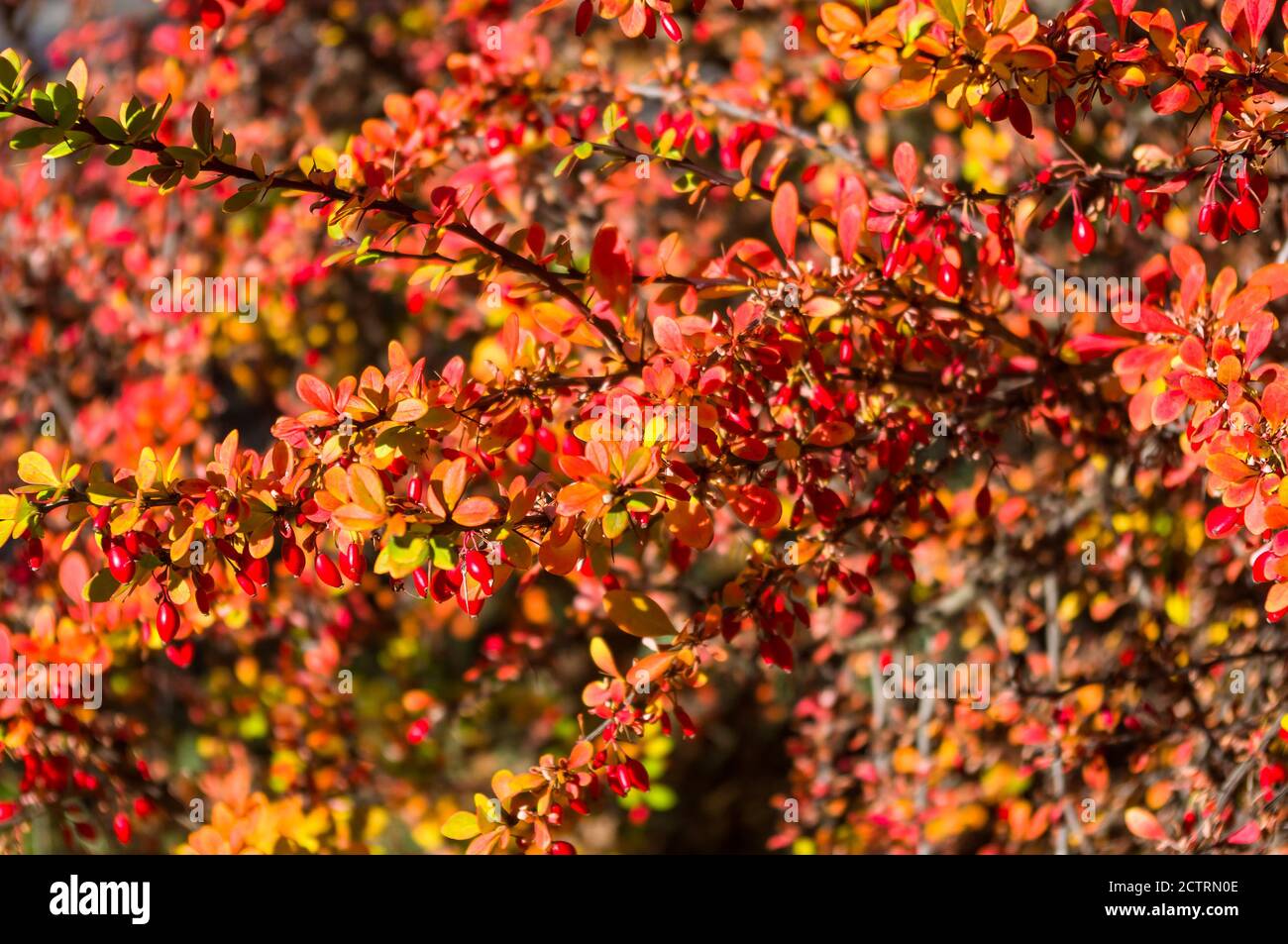 Grappoli di bacche rosse di un Cotoneaster Horizalis Decne. Illuminato da luce solare tenue sera, sfondo autunno Foto Stock