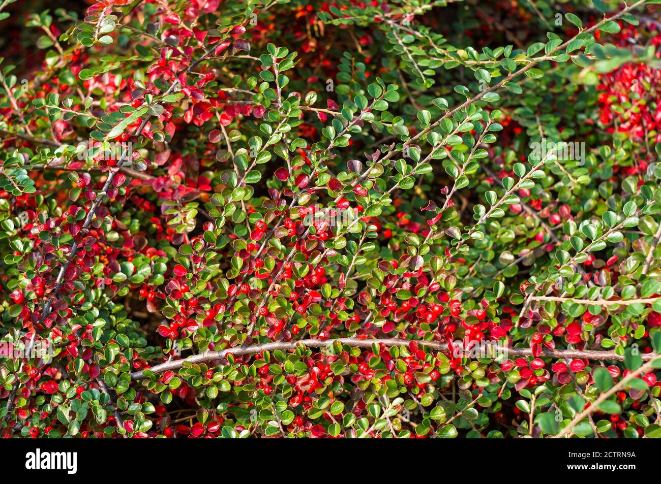 Grappoli di bacche rosse di un Cotoneaster Horizalis Decne. Illuminato da luce solare tenue sera, sfondo autunno Foto Stock