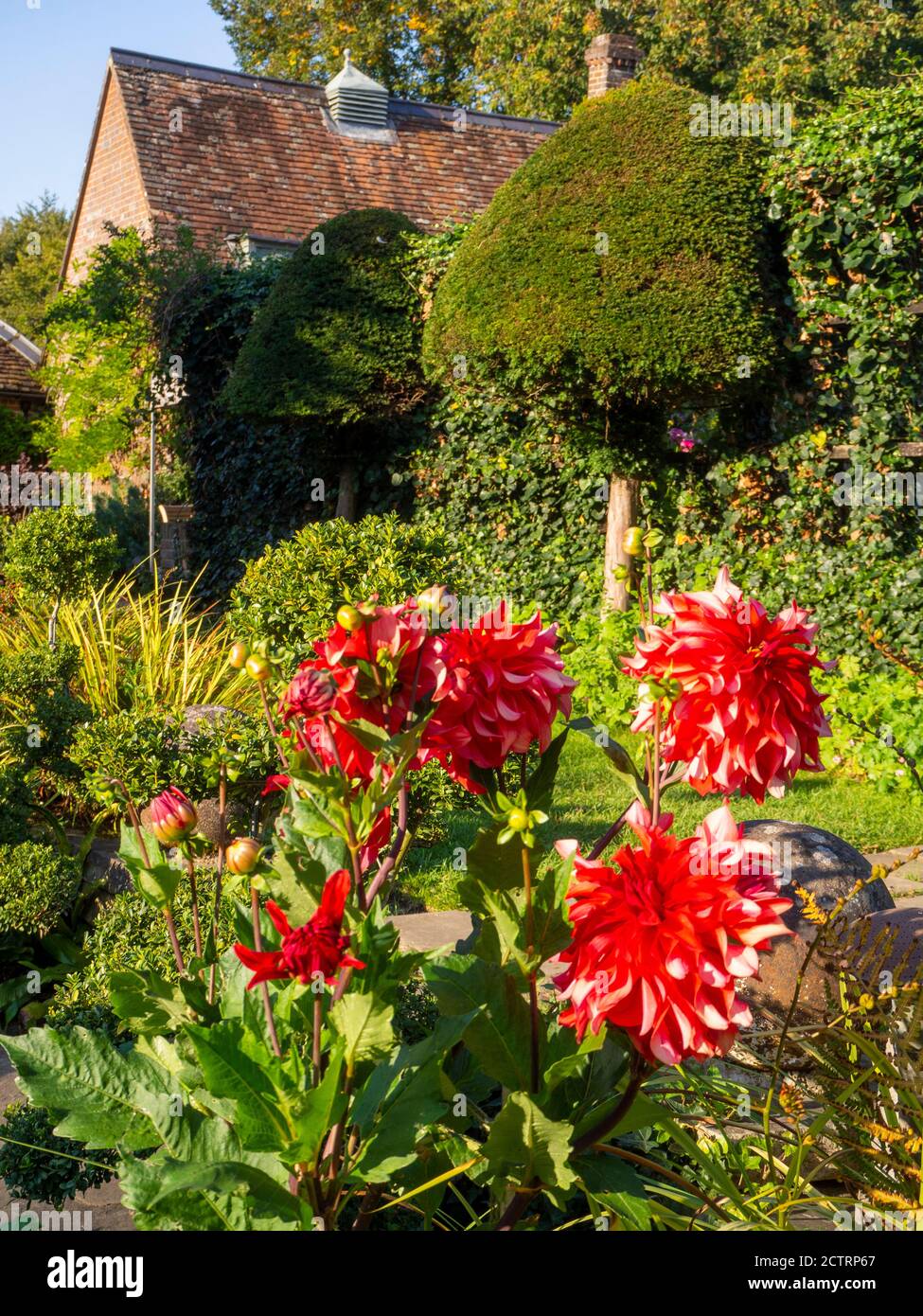 Chenies Manor House edificio e giardino in un pomeriggio di sole settembre, 2020. Dahlias di Labirinto rosso, confini di piante erbacee, topiario e trellis. Foto Stock