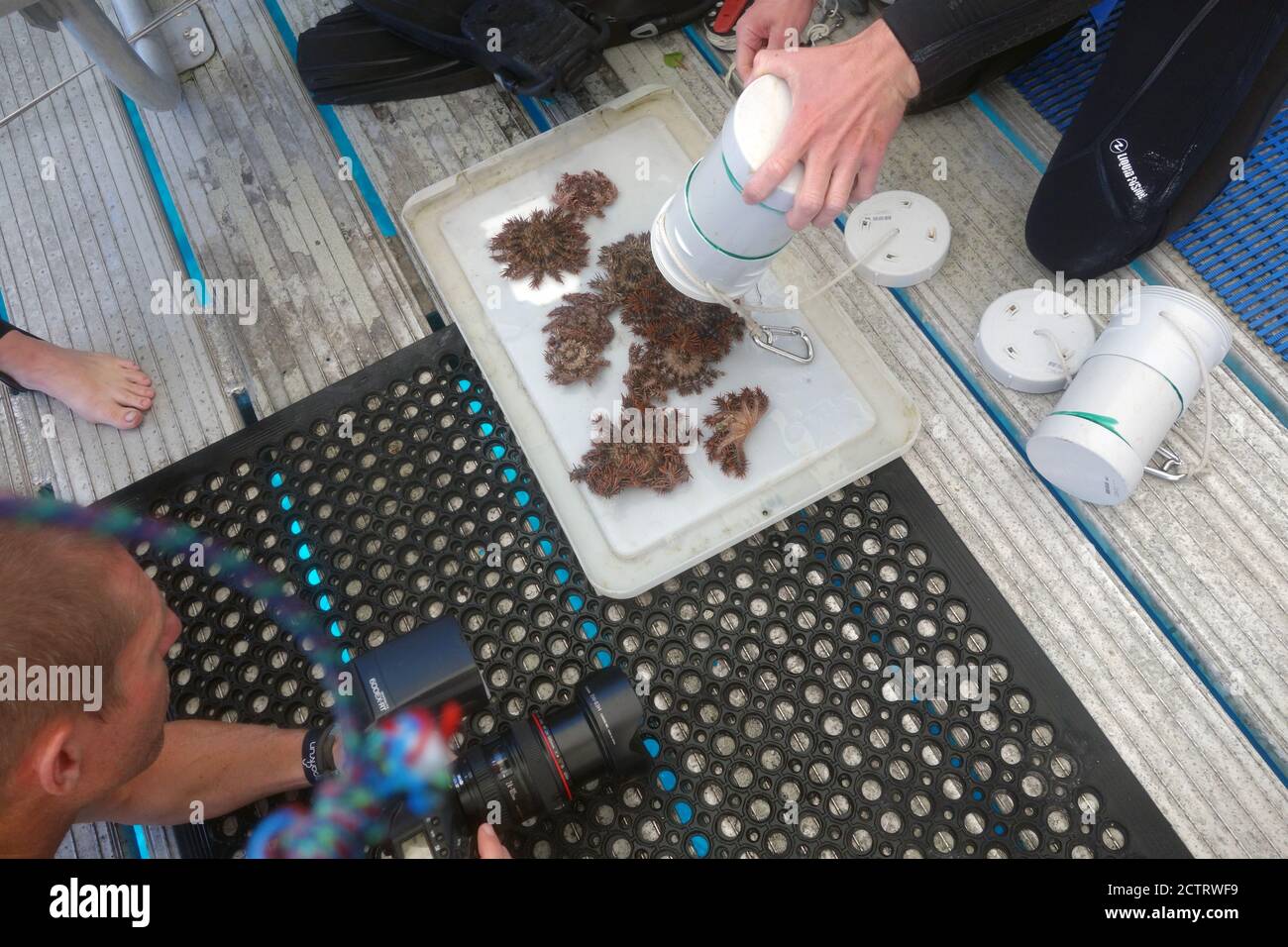 Corona giovanile di spine marine rimosse dal sito di monitoraggio, Grande barriera Corallina, Queensland, Australia. No MR o PR Foto Stock