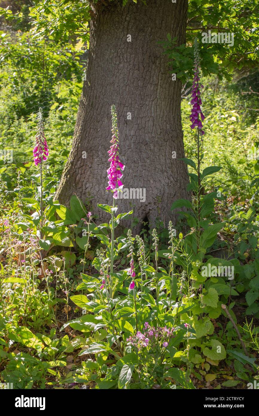 Guanto di protezione (Digitalis purpurea). Singoli steli non ramificati, con da venti a trenta fiori su un unico stelo. Qui crescendo su recentemente liberato terreno boschivo floo Foto Stock