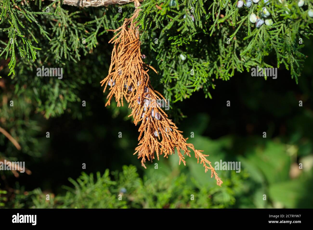 Un ramo essiccato di un albero di ginepro che è diventato marrone con le bacche ancora aggrappate al ramo, circondato da altri rami ancora verdi Foto Stock