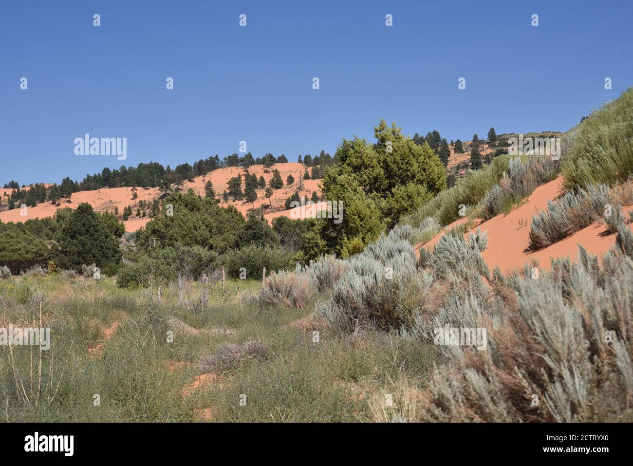 Kanab, Utah. USA 8/12/2020. Coral Pink Sand Dunes state Park. Le nature hanno formato le dune per erosione di arenaria di colore rosa Navajo. Foto Stock