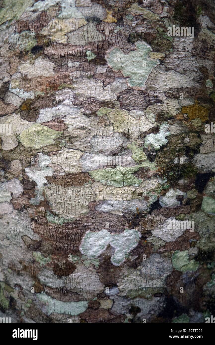 Licheni sulla foresta pluviale, Goldsborough Valley, vicino a Cairns, Queensland, Australia Foto Stock