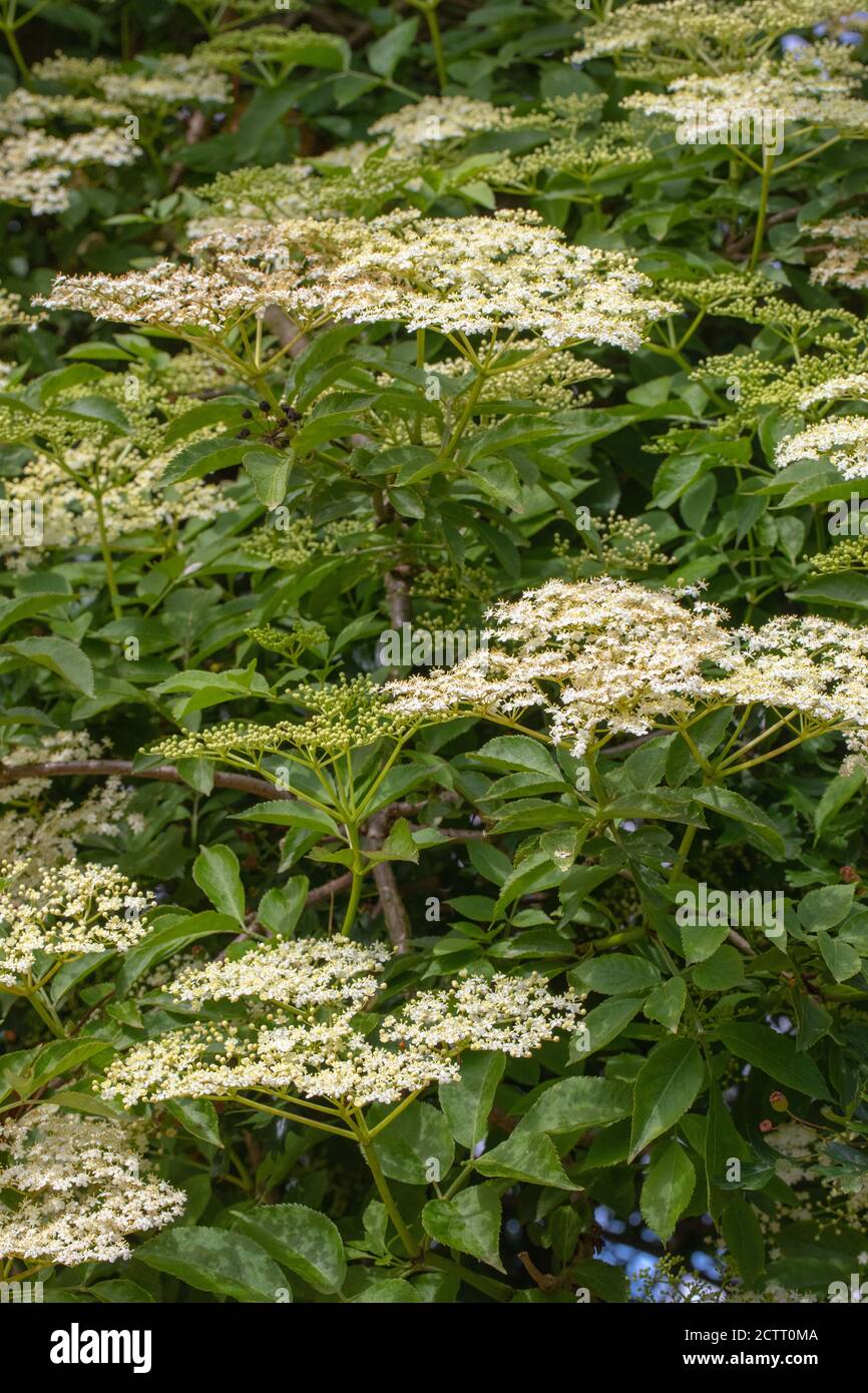 Anziano (Sambucus nigra). I numerosi fiori bianchi formano una testa piatta, con un forte profumo dolce. Da collezione per la produzione di vino o fiori e bevande. Foto Stock